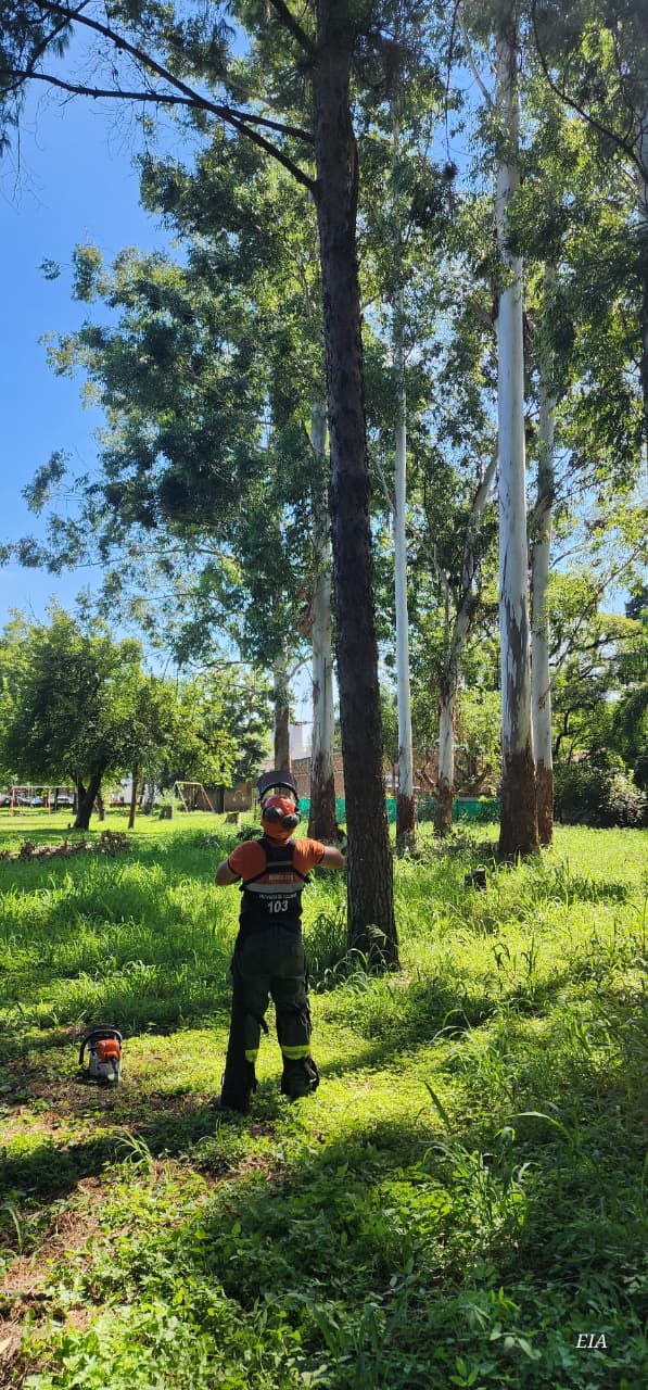 Poda preventiva en el Hogar Casa de los Hermanos